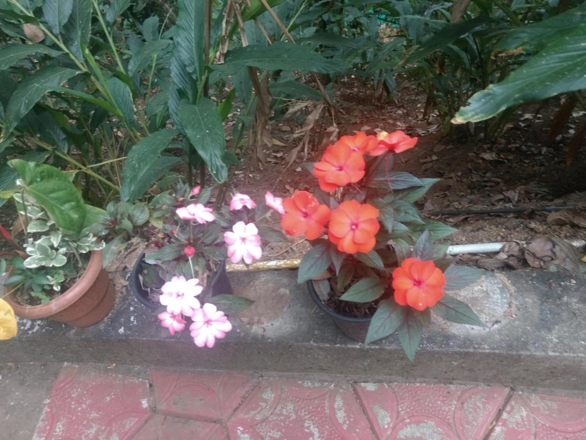 Mount Spring Valley Homestay Thekkady Rom bilde