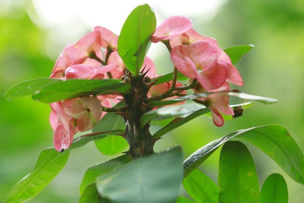 Mount Spring Valley Homestay Thekkady Eksteriør bilde