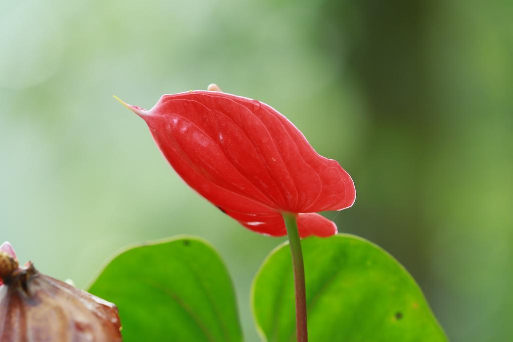 Mount Spring Valley Homestay Thekkady Eksteriør bilde